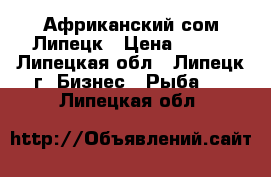 Африканский сом Липецк › Цена ­ 360 - Липецкая обл., Липецк г. Бизнес » Рыба   . Липецкая обл.